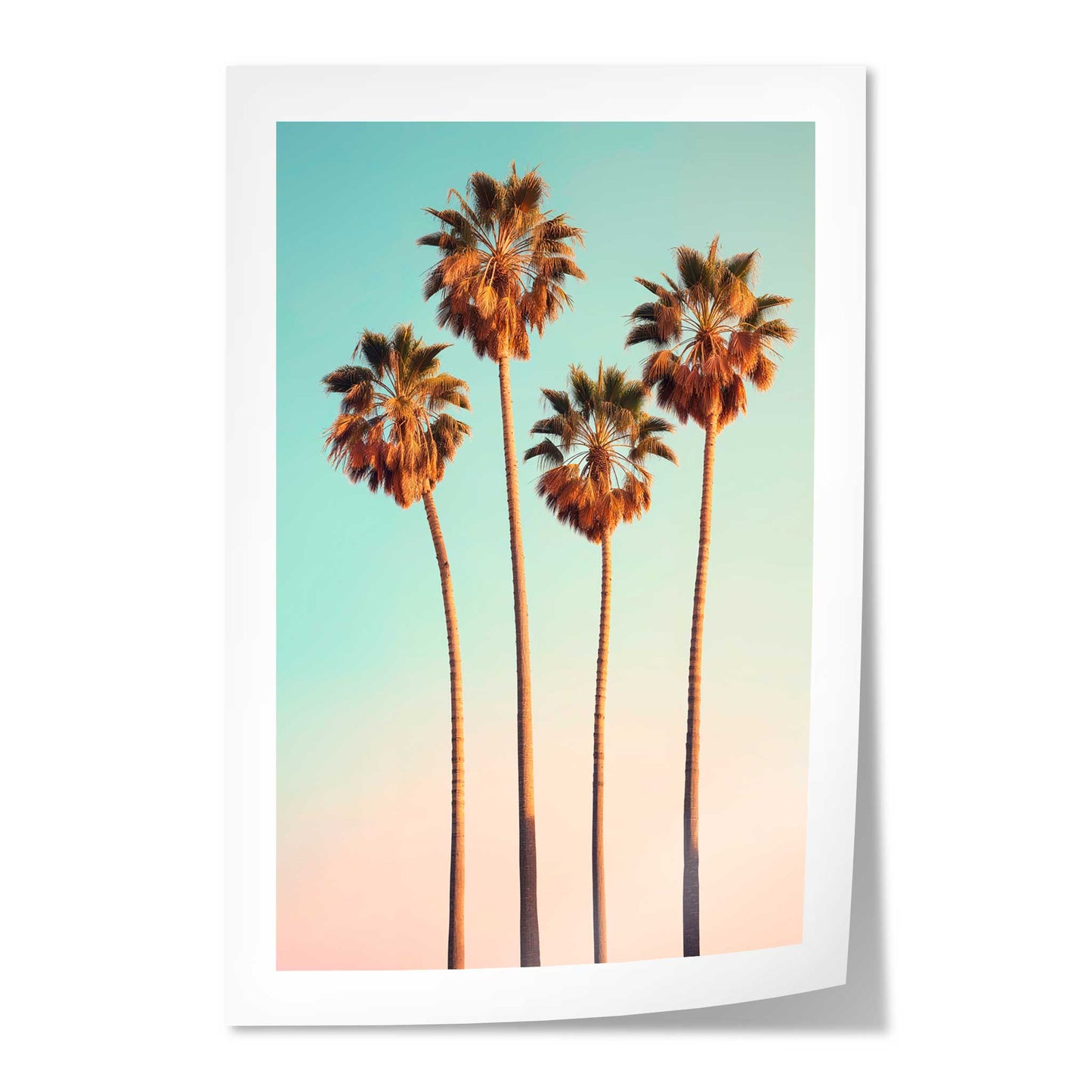 Hollywood Palm Trees