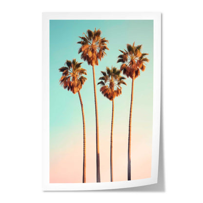 Hollywood Palm Trees