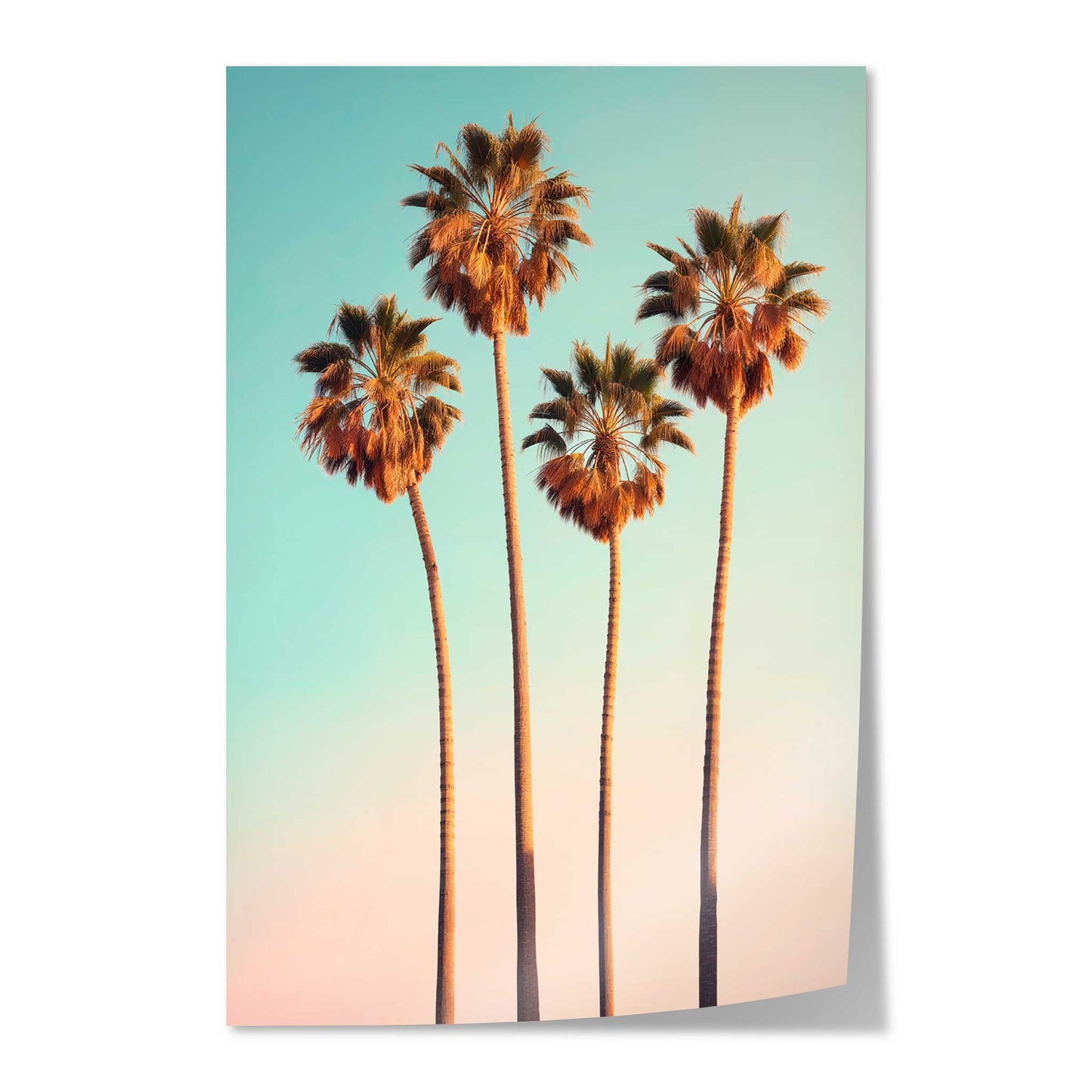 Hollywood Palm Trees