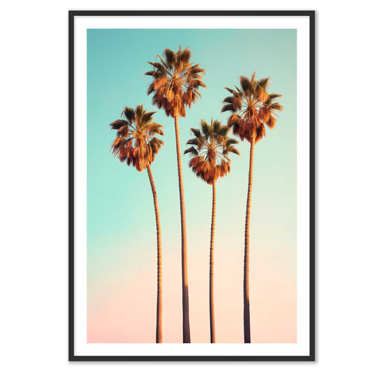 Hollywood Palm Trees