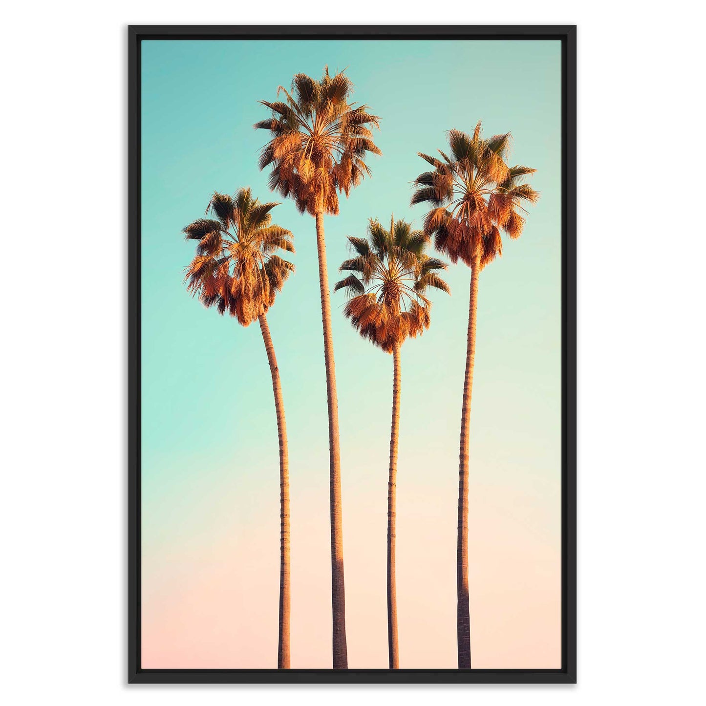 Hollywood Palm Trees