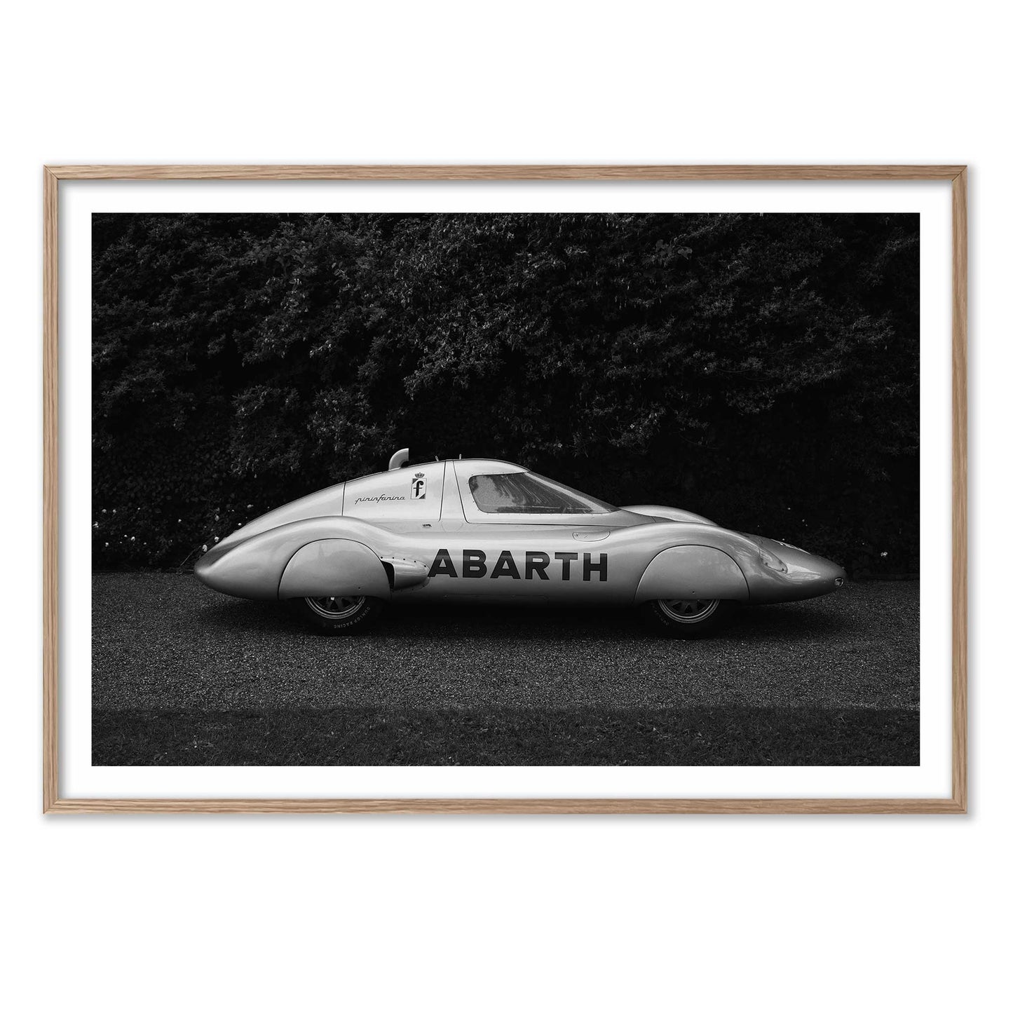 Italian Silverwing