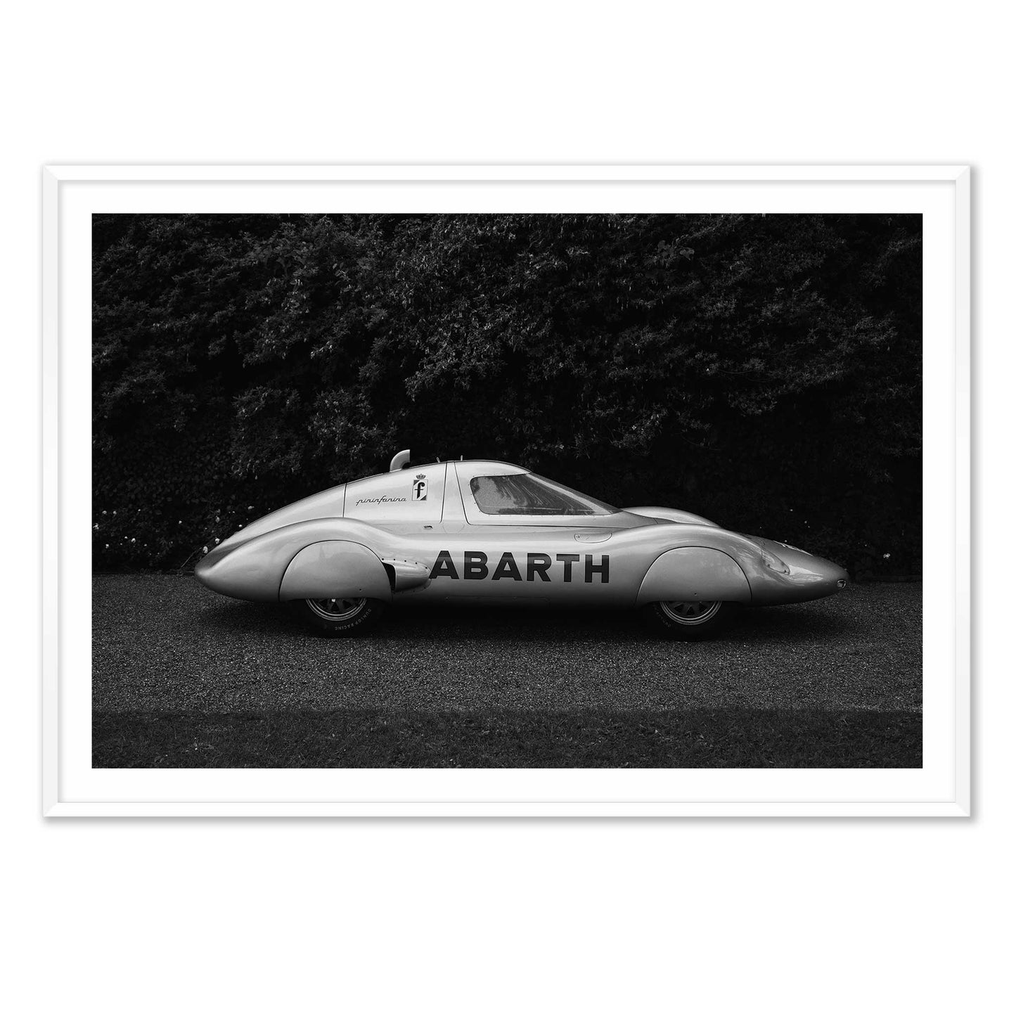Italian Silverwing
