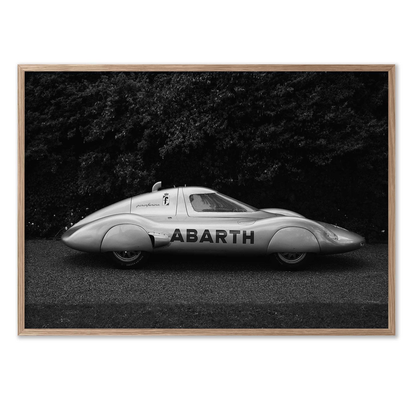 Italian Silverwing