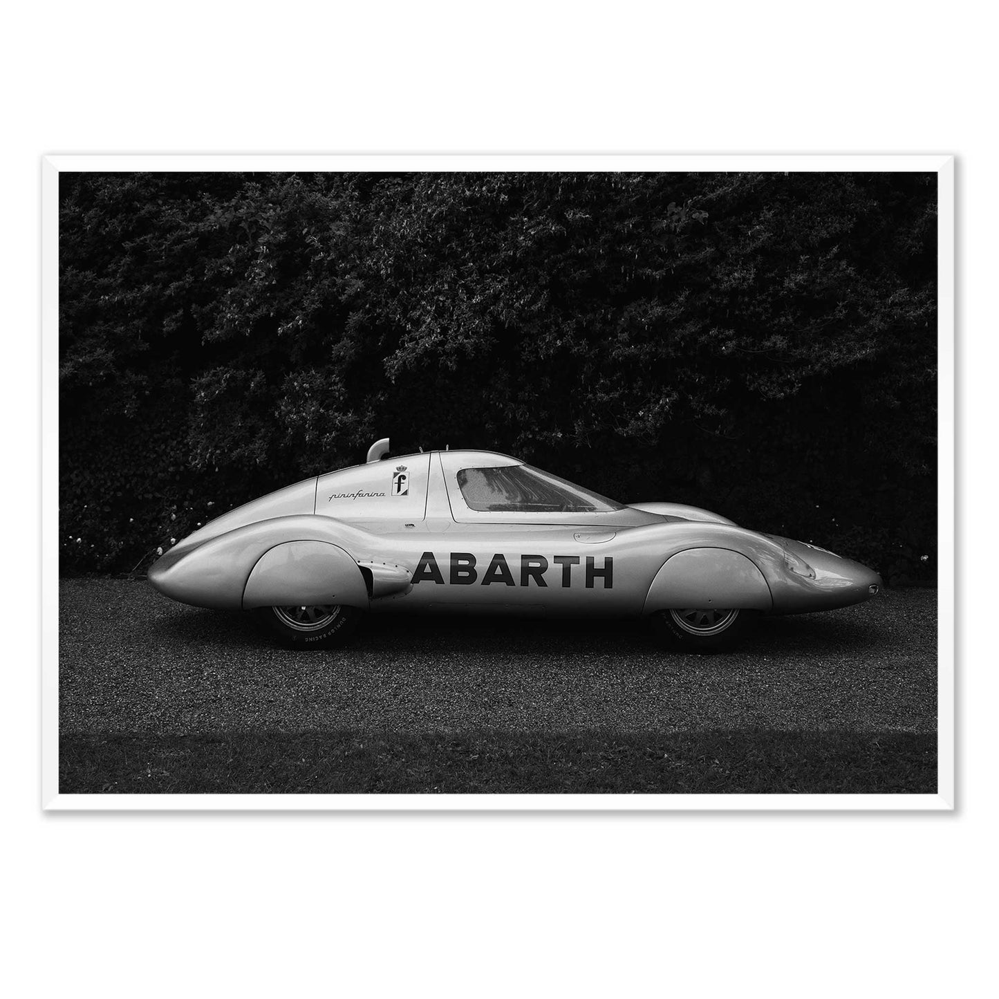 Italian Silverwing