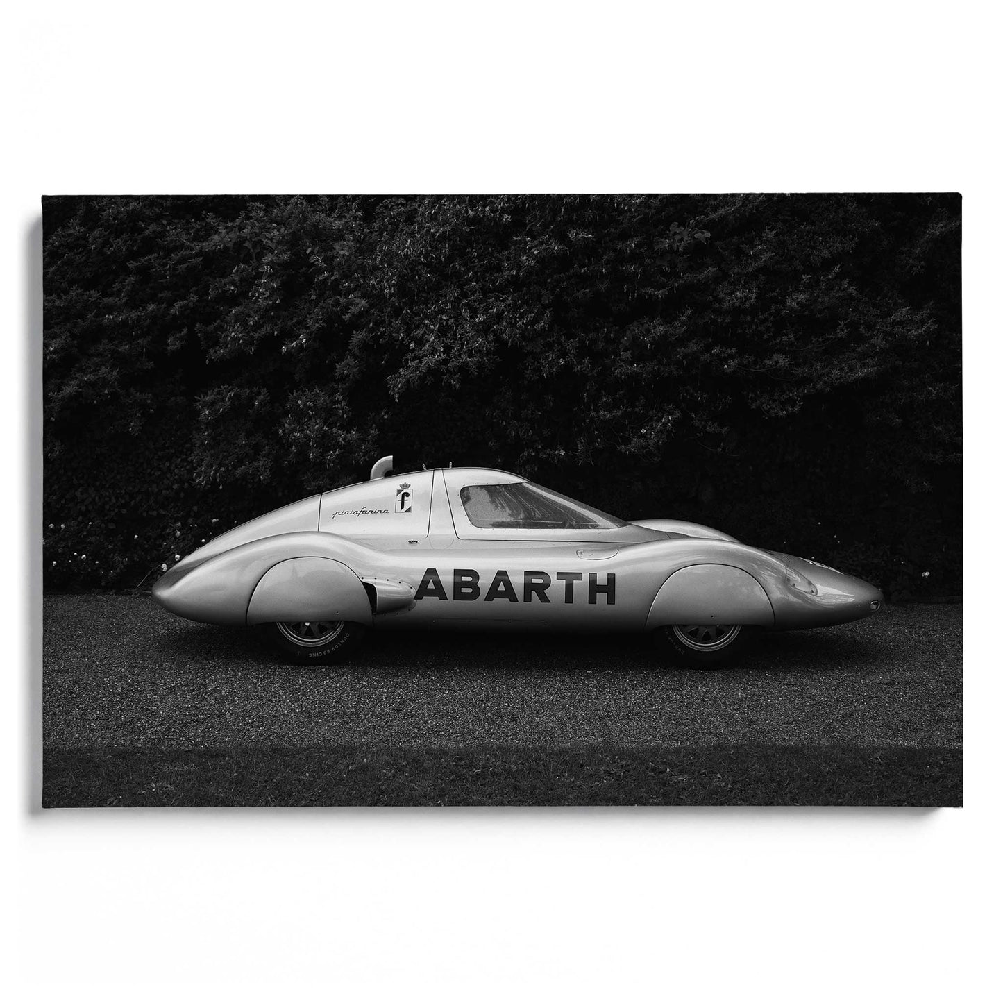 Italian Silverwing