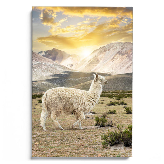 Llama Sunset
