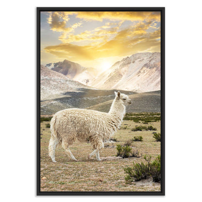 Llama Sunset