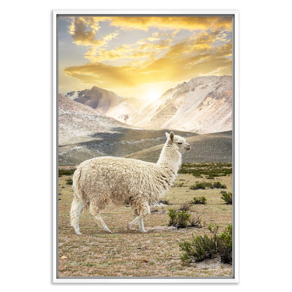 Llama Sunset