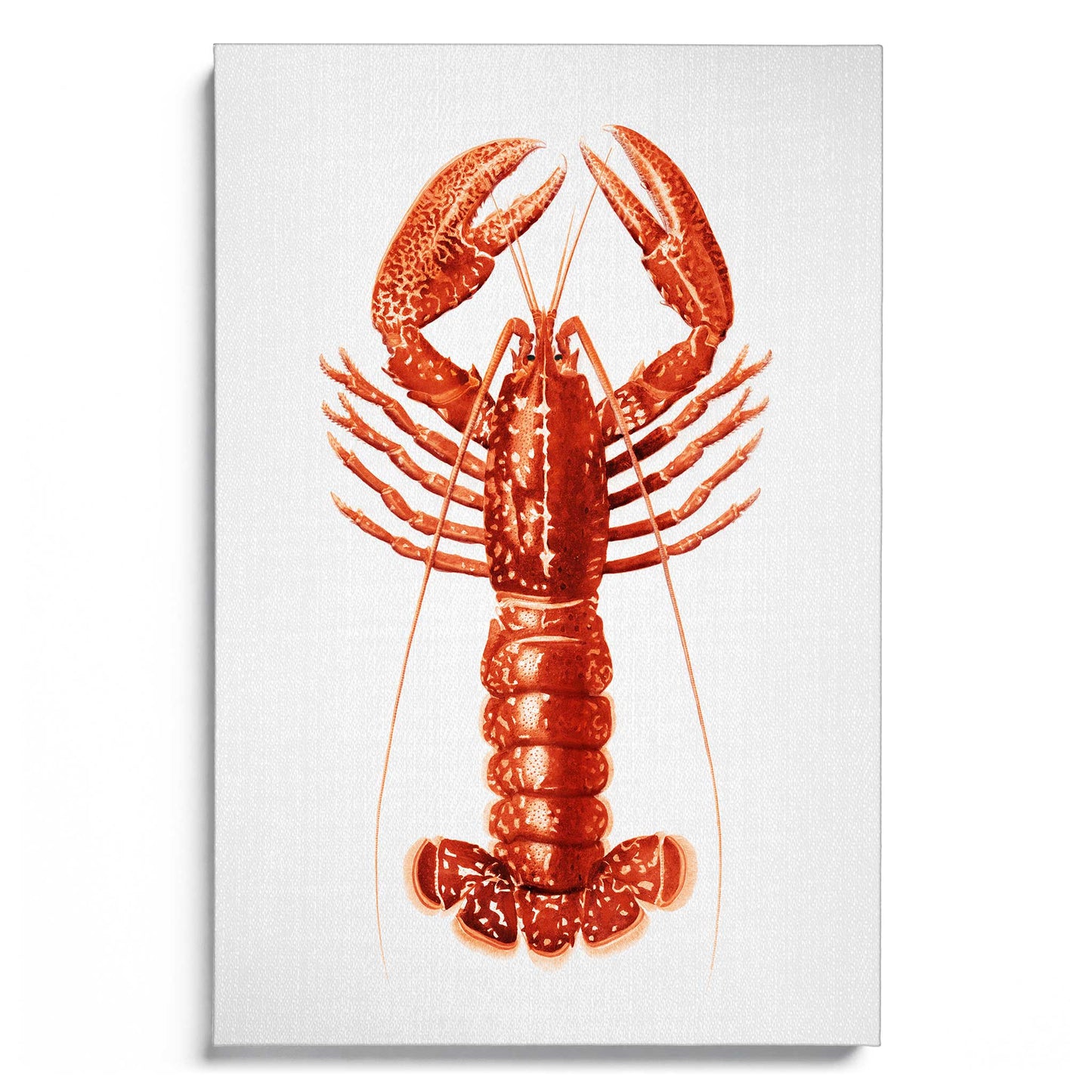 Lobster Watercolor