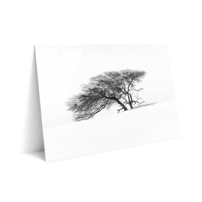 Lonely Tree in the Sahara