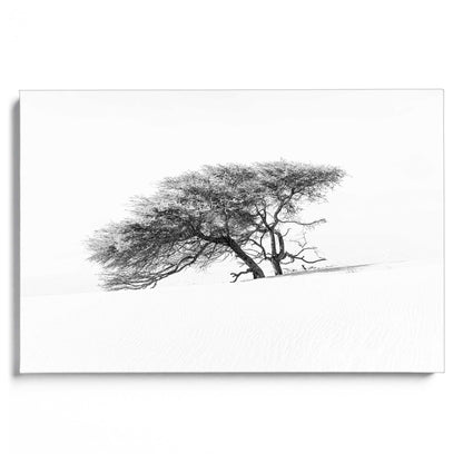 Lonely Tree in the Sahara