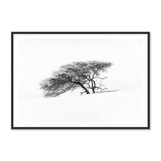 Lonely Tree in the Sahara