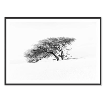 Lonely Tree in the Sahara