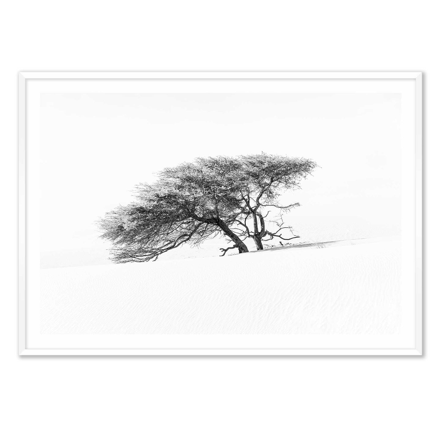 Lonely Tree in the Sahara
