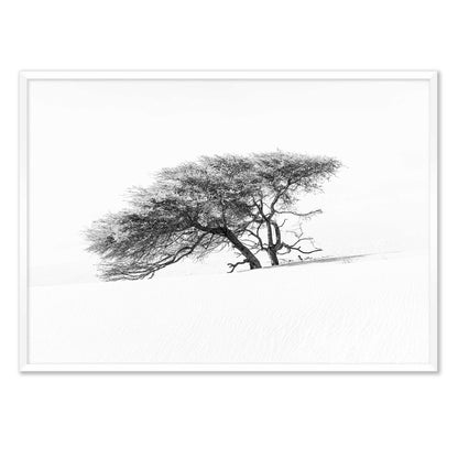 Lonely Tree in the Sahara