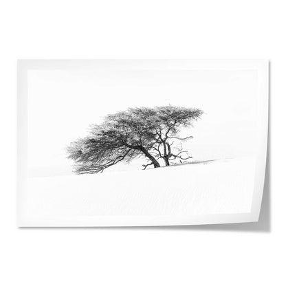 Lonely Tree in the Sahara