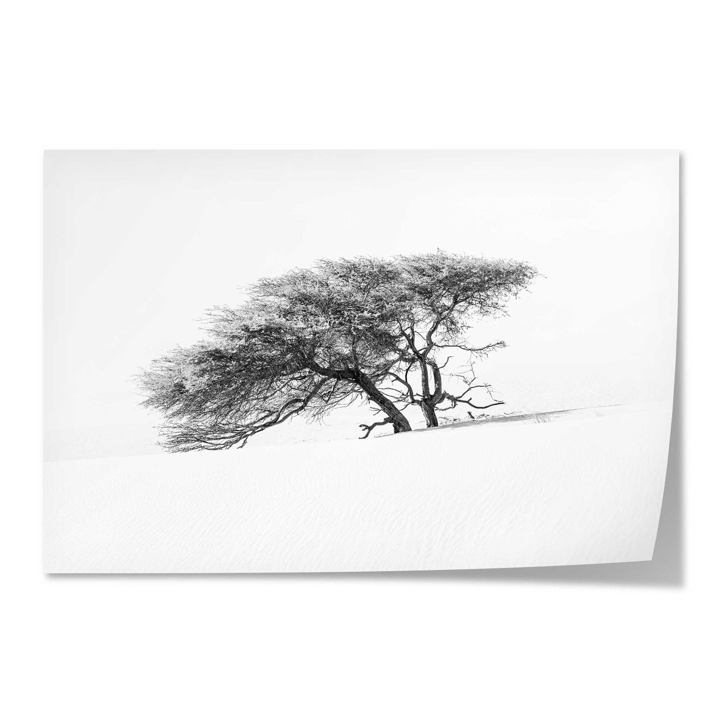 Lonely Tree in the Sahara
