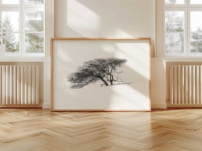 Lonely Tree in the Sahara