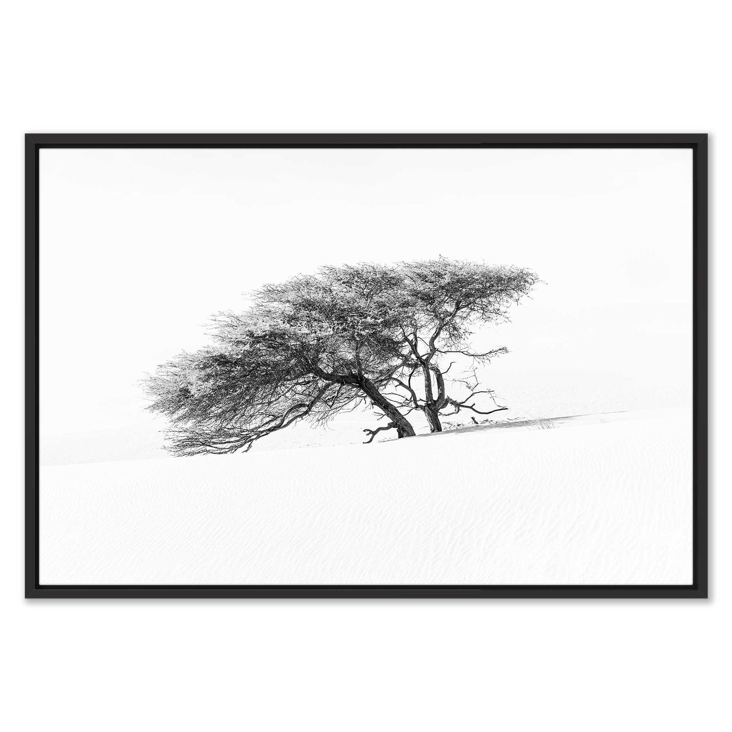 Lonely Tree in the Sahara