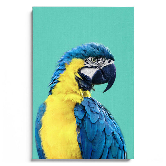 Macaw Parrot