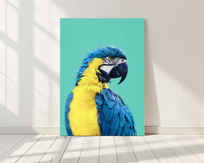 Macaw Parrot