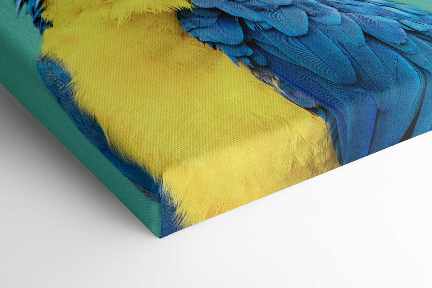Macaw Parrot