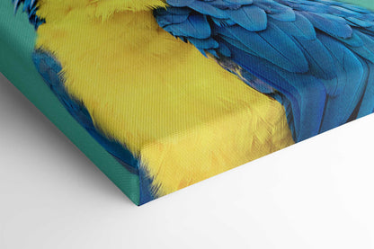 Macaw Parrot