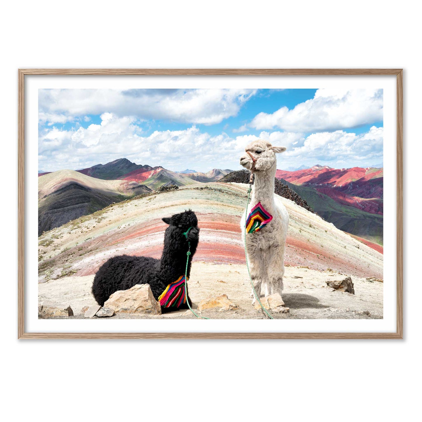 Palcoyo Llamas
