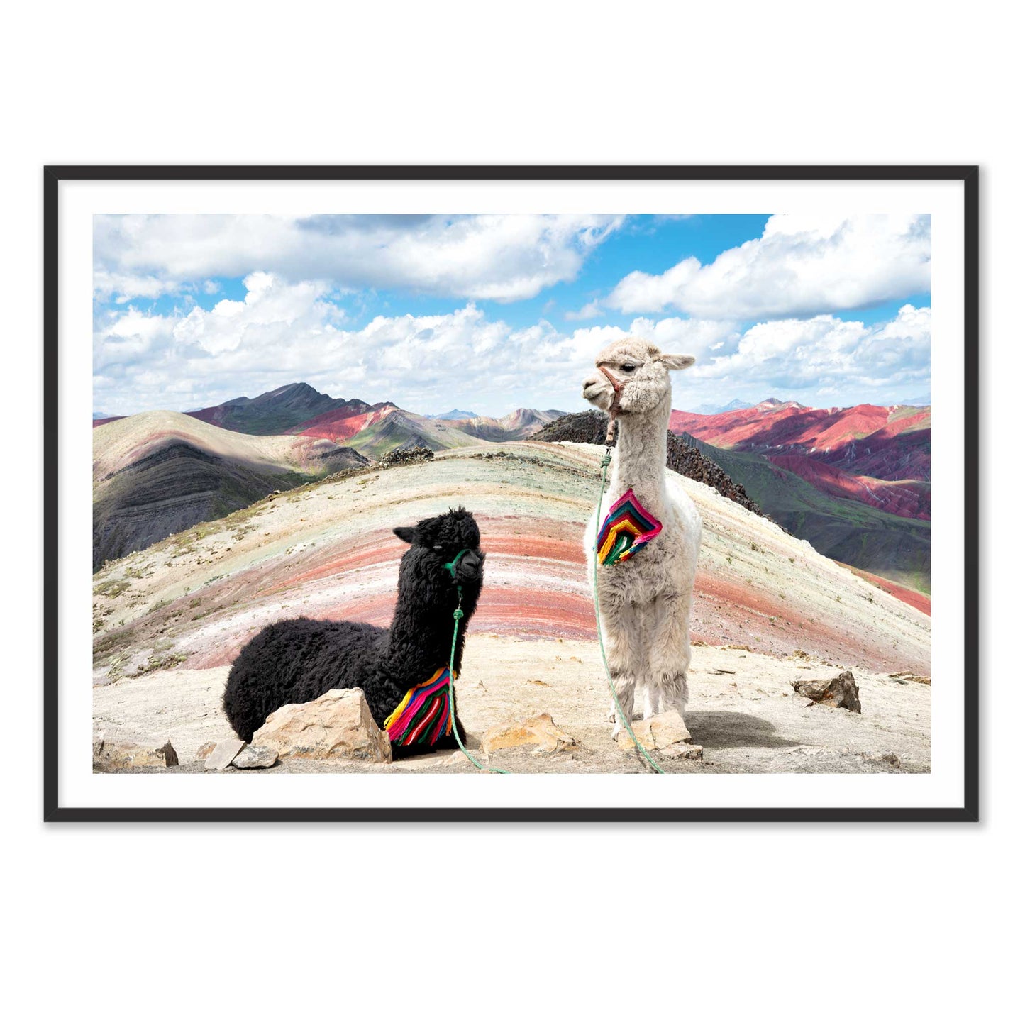 Palcoyo Llamas