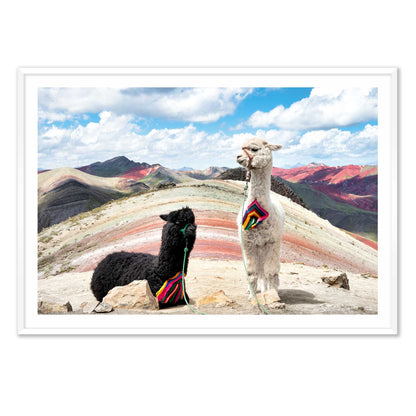 Palcoyo Llamas