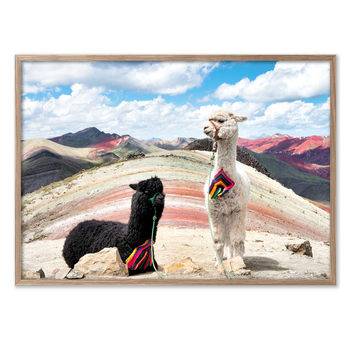 Palcoyo Llamas