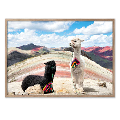 Palcoyo Llamas