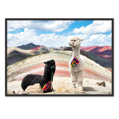 Palcoyo Llamas