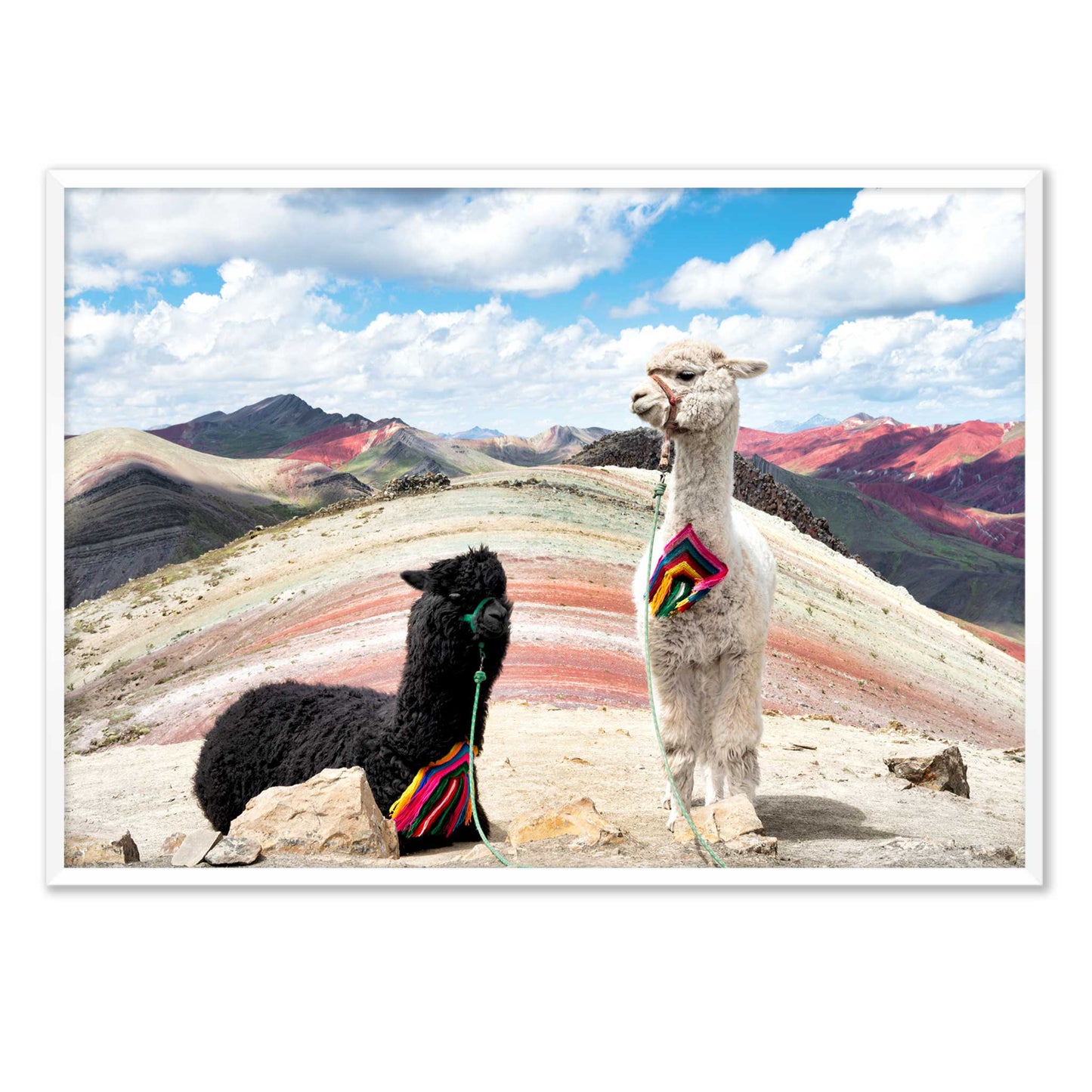 Palcoyo Llamas