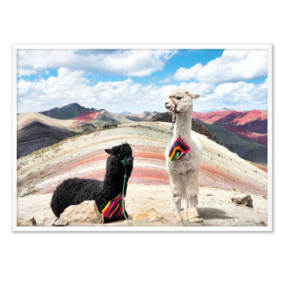 Palcoyo Llamas