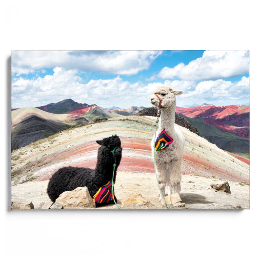 Palcoyo Llamas