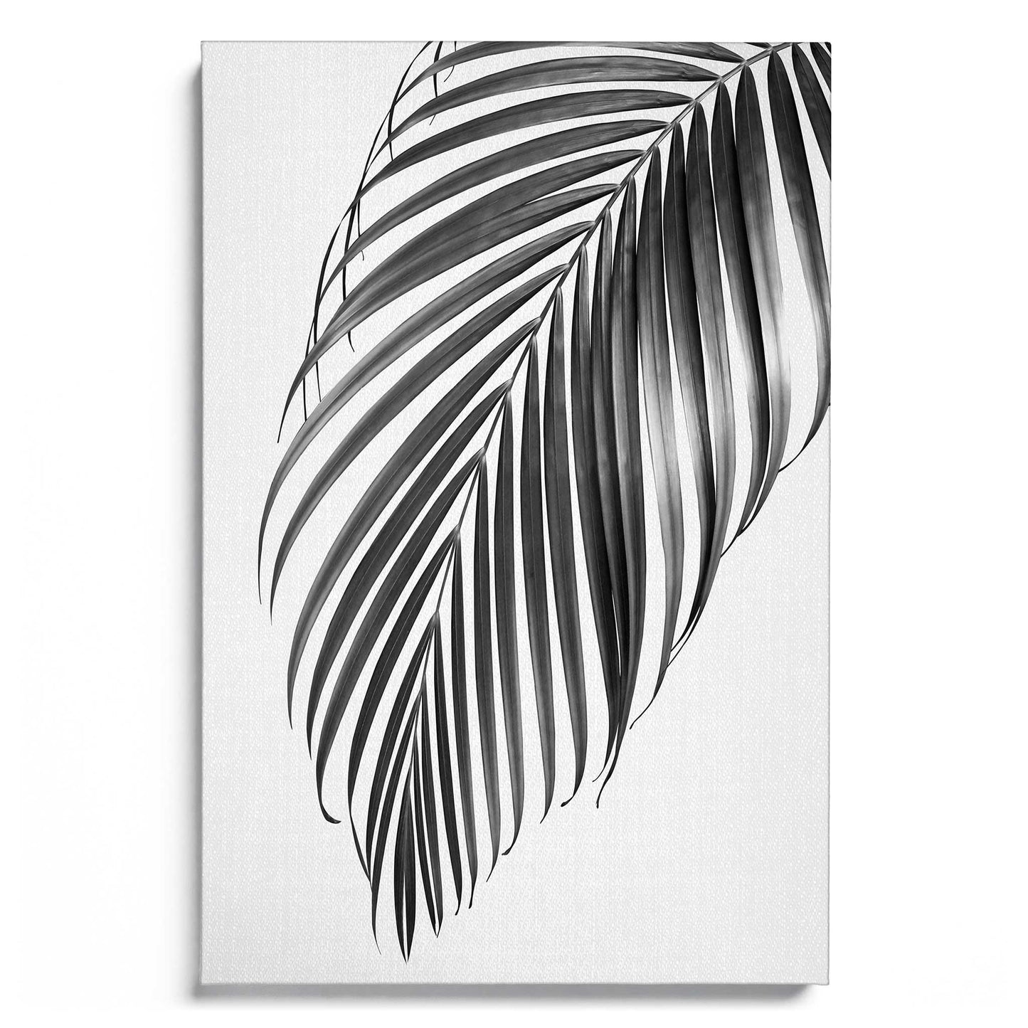 Palm Leaf B&W