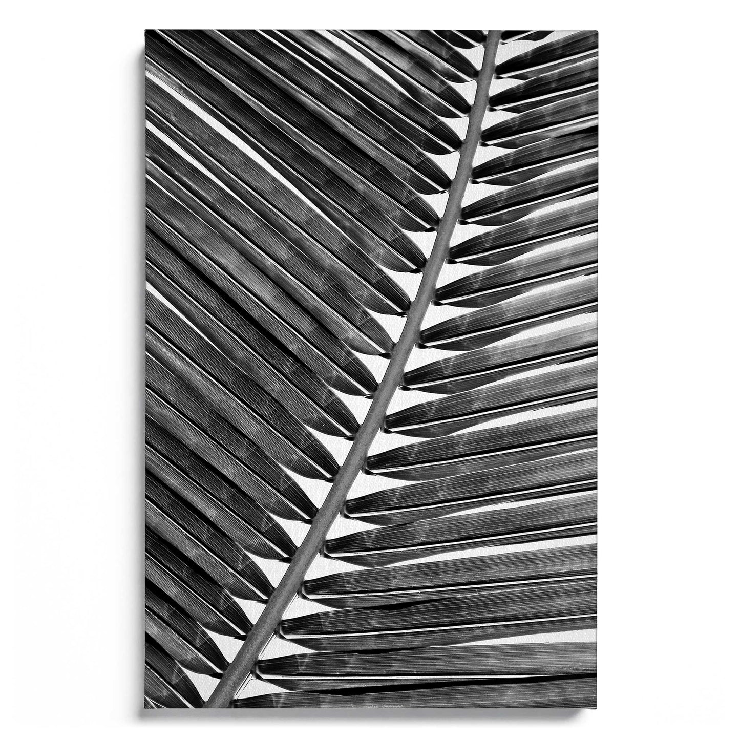 Palm Leaf 2 B&W