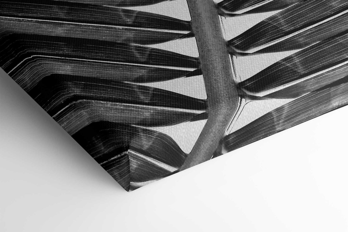 Palm Leaf 2 B&W