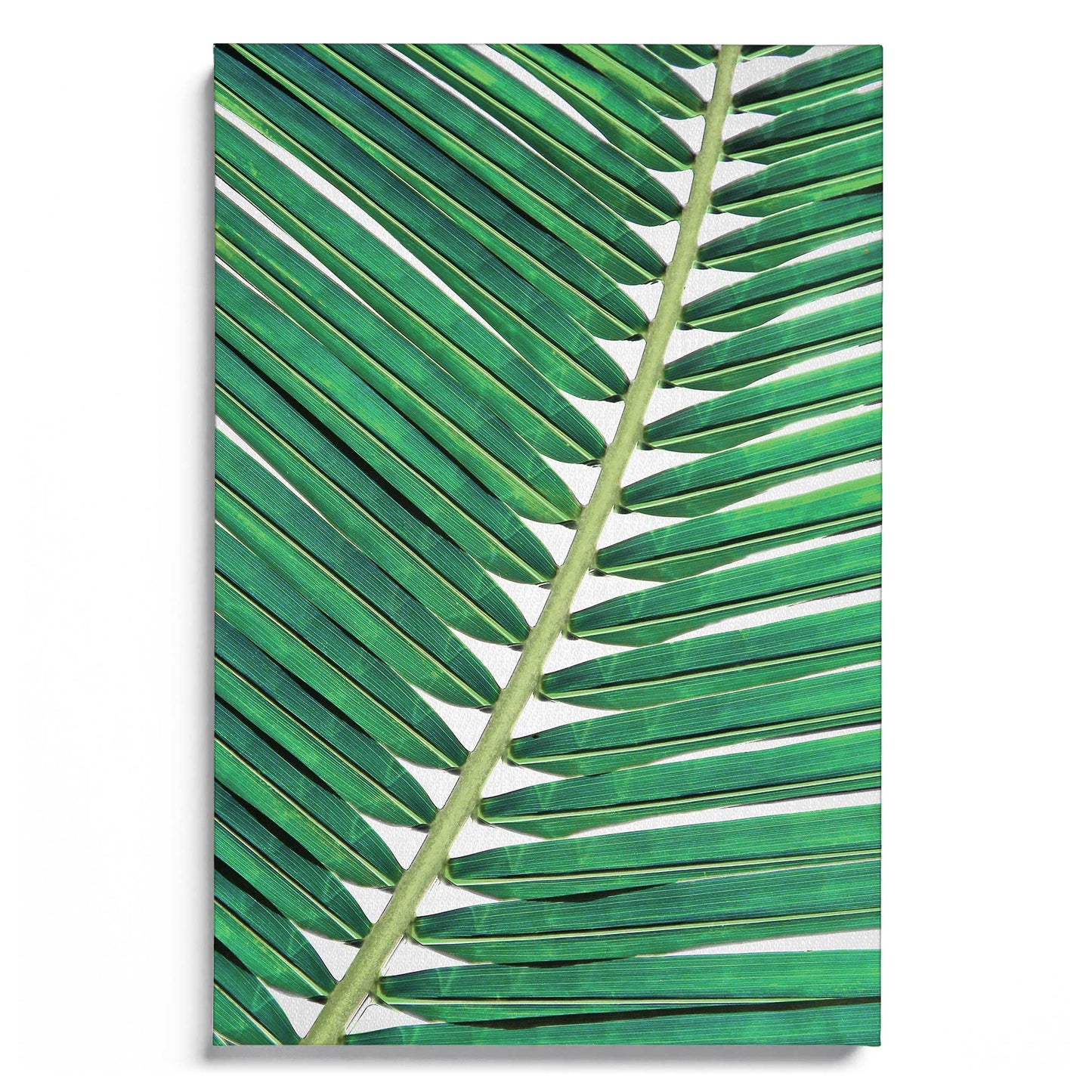 Palm Leaf 2