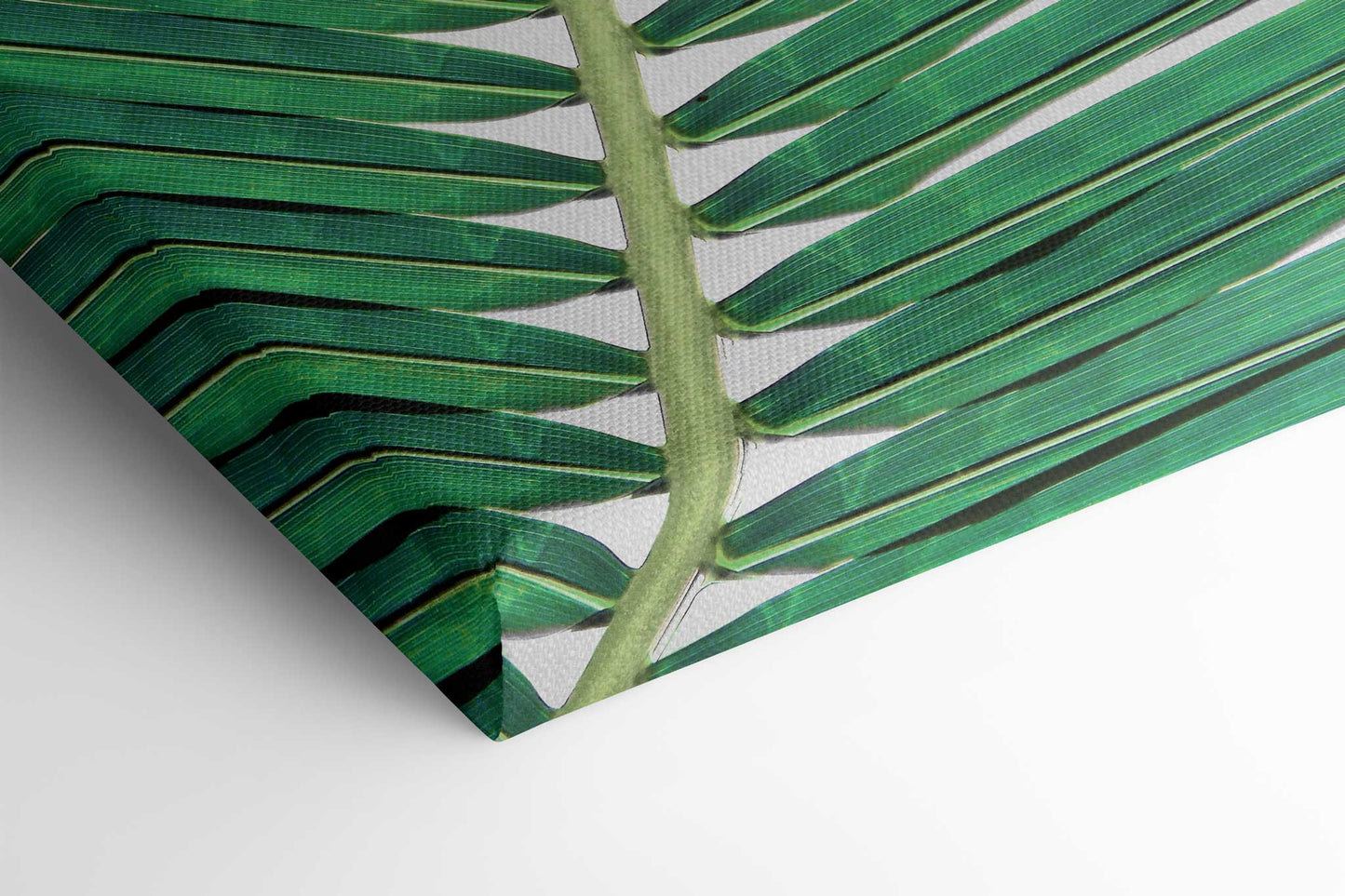 Palm Leaf 2