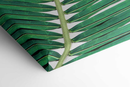 Palm Leaf 2