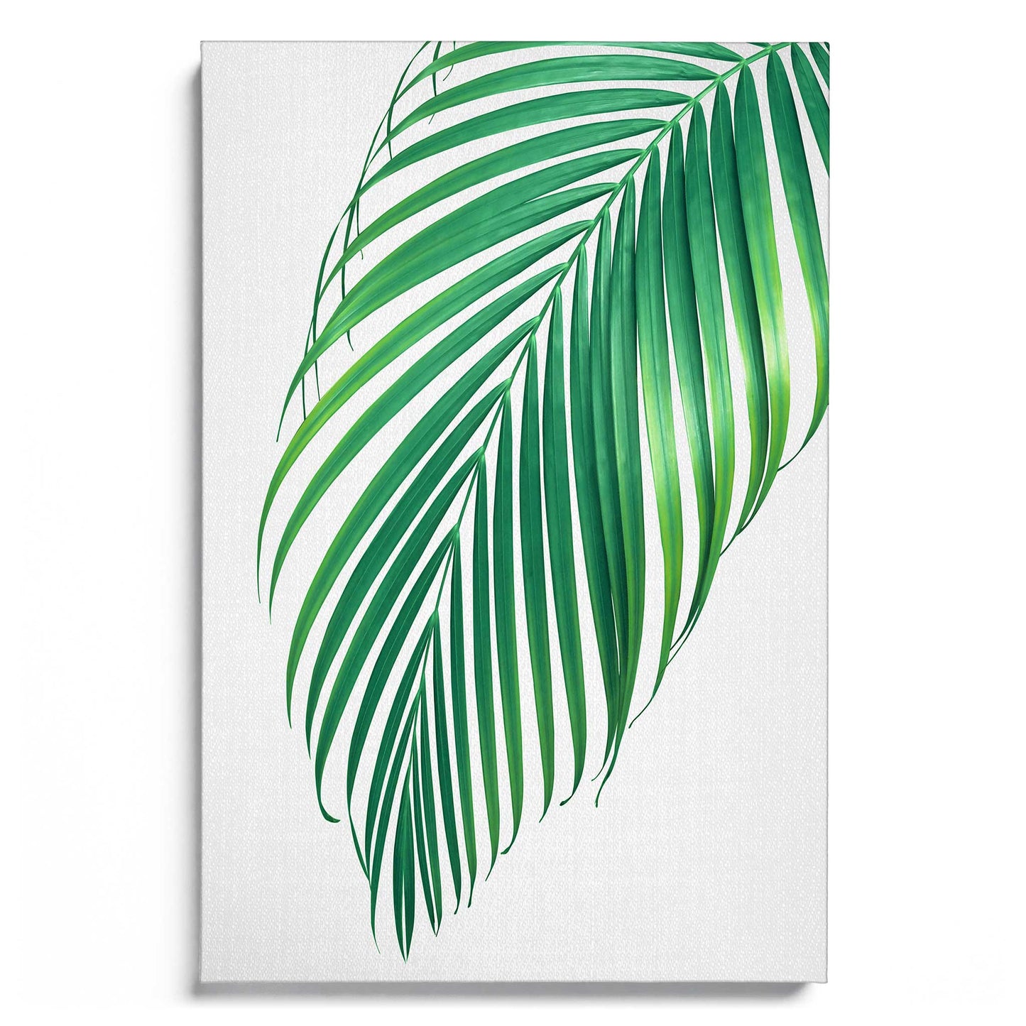 Palm Leaf