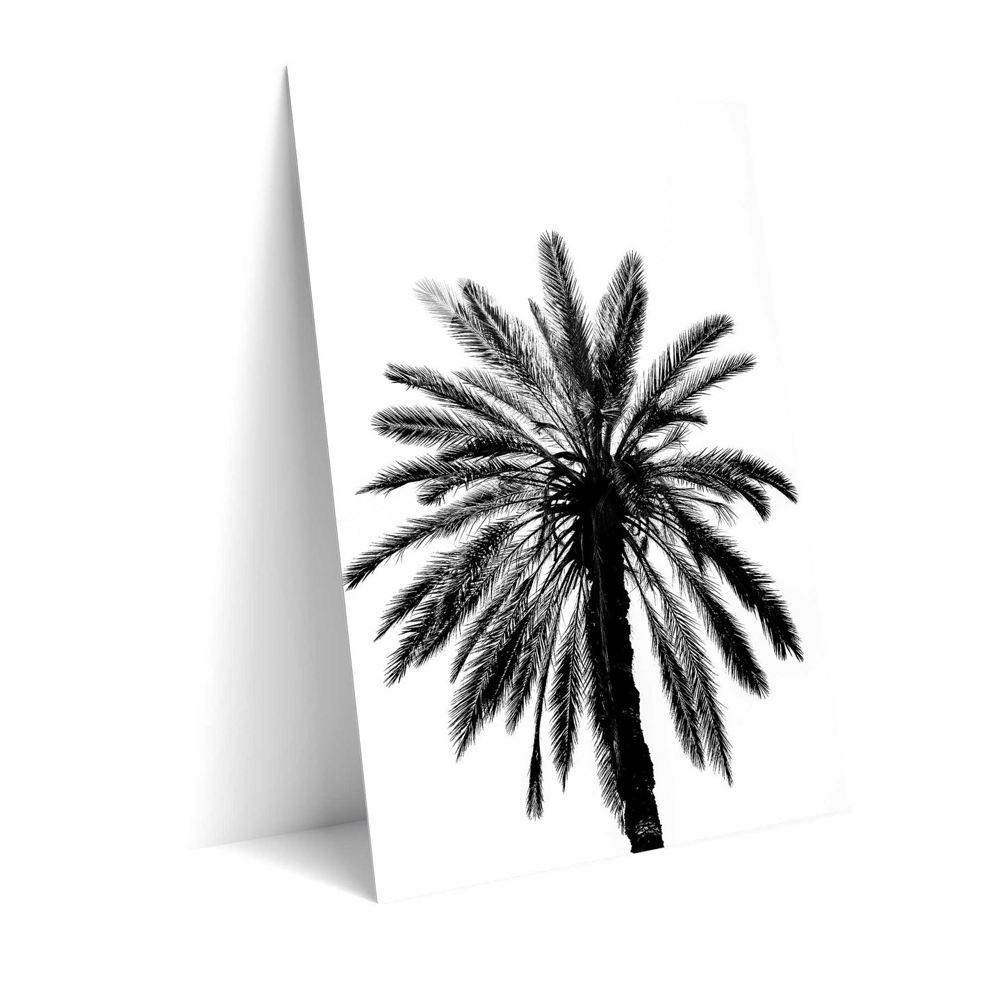 Palm Tree in Italy