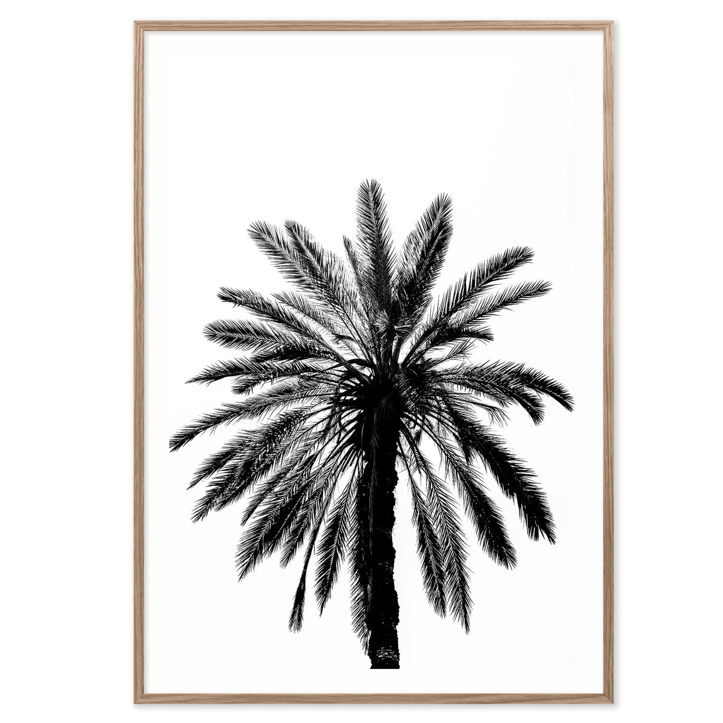 Palm Tree in Italy