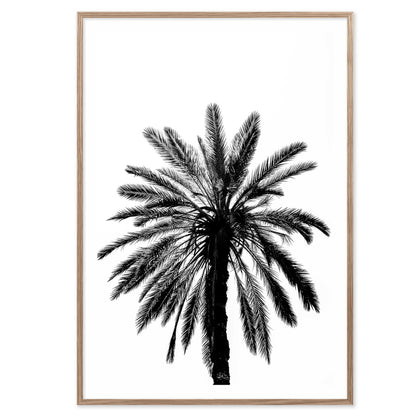 Palm Tree in Italy