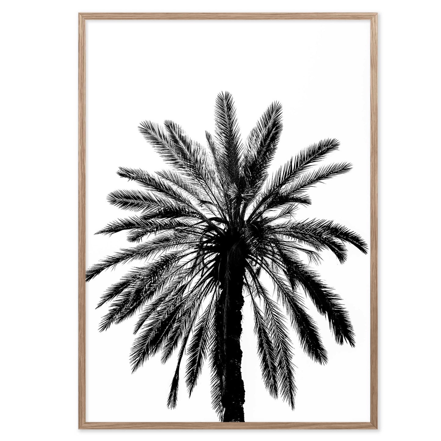 Palm Tree in Italy