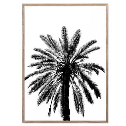 Palm Tree in Italy