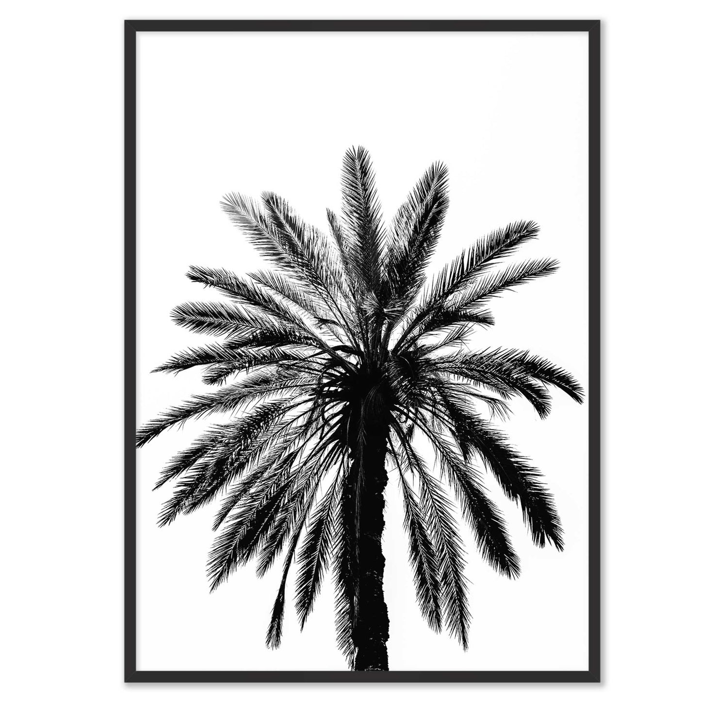 Palm Tree in Italy